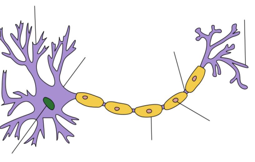 I collegamenti tra neuroni: le