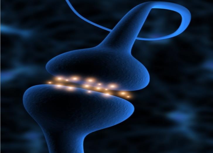 Le sinapsi: formazione e potenziamento Trasmettitori e modulatori Le sinapsi consentono ai neuroni di «scambiarsi» informazione attraverso impulsi
