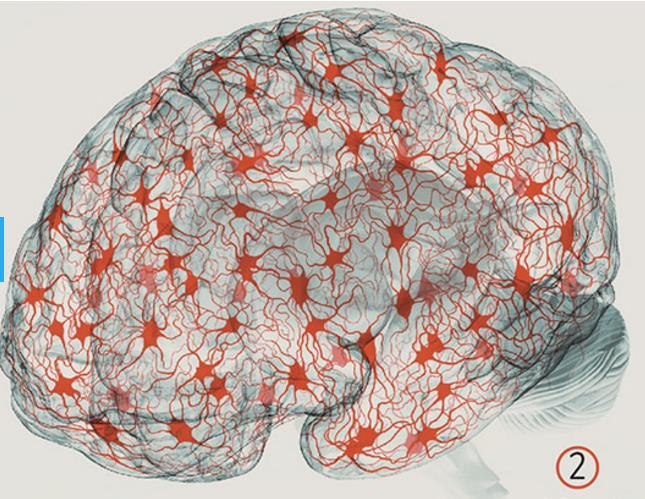 Neuroni e reti cerebrali: 6