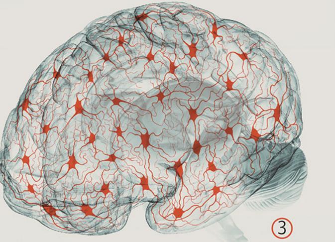 Neuroni e reti cerebrali 14