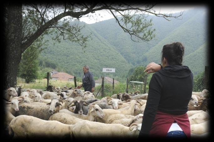 Produzione della lana Produzione di lana sucida: Toscana 4 produttore nazionale, con circa, 500.