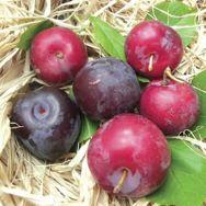 Frutti di pezzatura media grossa, forma quasi sferica, colore violetto, pruinosa, polpa verde che vira al