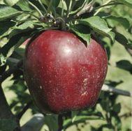 Variazione gemmaria della delicius produce frutti intensamente colorati di rosso, polpa fine farinosa a piena maturazione, profumata.