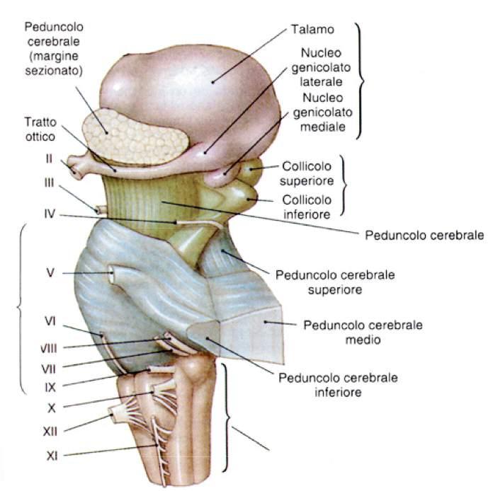 Mesencefalo Ponte Bulbo Immagine tratta da: Anatomia