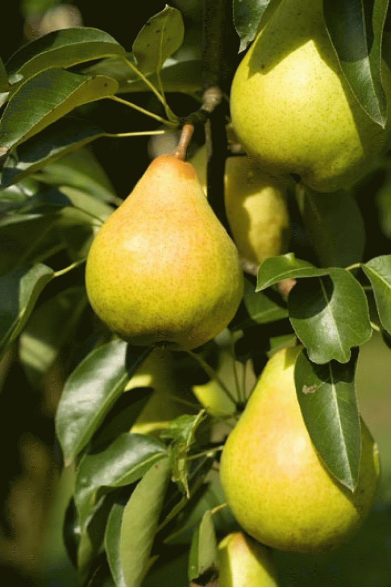 sicurezza nei luoghi di lavoro, nonché favorire le micro e piccole imprese operanti nel settore della produzione agricola primaria per l acquisto di nuovi macchinari e attrezzature di lavoro