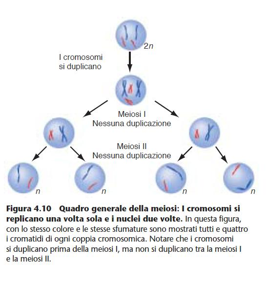 La meiosi produce cellule