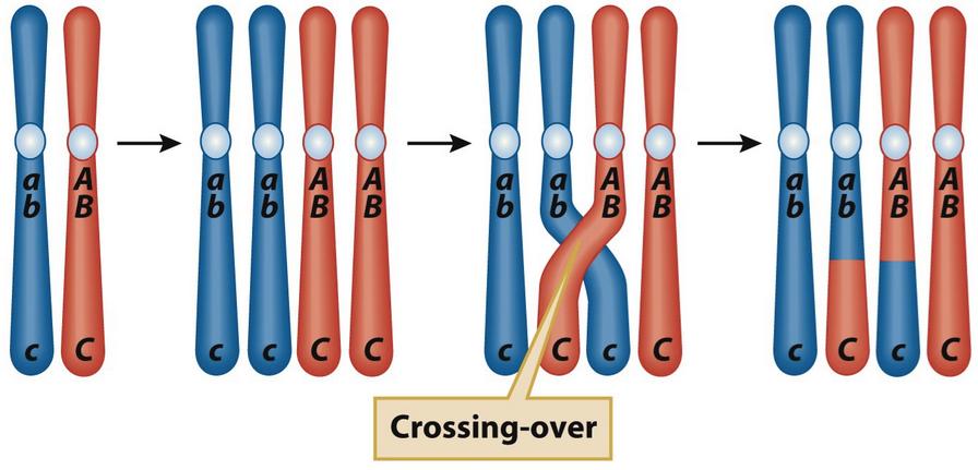 Il Crossing-Over Dopo il crossing over i cromatidi fratelli non sono più identici.