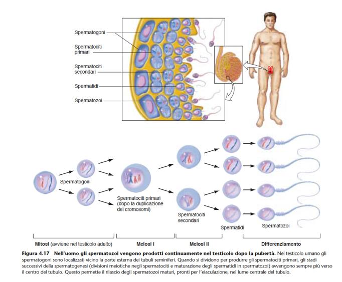 La spermatogenesi nell uomo: divisioni