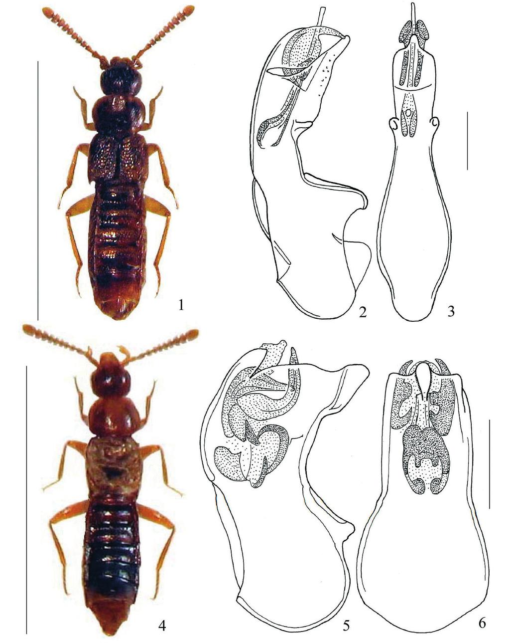 Beitr. Ent. 60 (2010) 2 299 Figg. 1-6: Habitus, e edeago in visione laterale e ventrale. 1-3. Leptusa (Aphaireleptusa) zhongdianensis n. sp. Scala habitus 2,4 mm; 4-6.