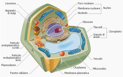 Avete osservato che esternamente alla sottile membrana plasmatica c è un rivestimento più spesso, resistente ed elastico, chiamato parete cellulare.