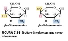 Amminozuccheri Fanno parte