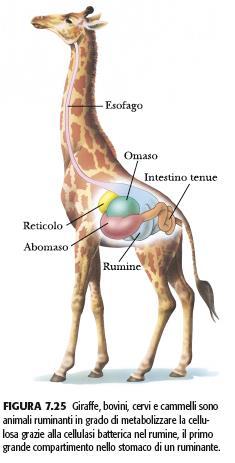 La maggior parte degli animali non sono in grado di digerire la cellulosa.