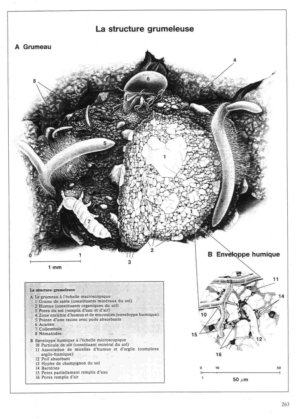 disegno di