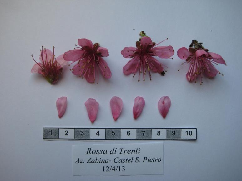 Famiglia: Rosaceae Genere: Prunus Specie: Prunus persica (L.