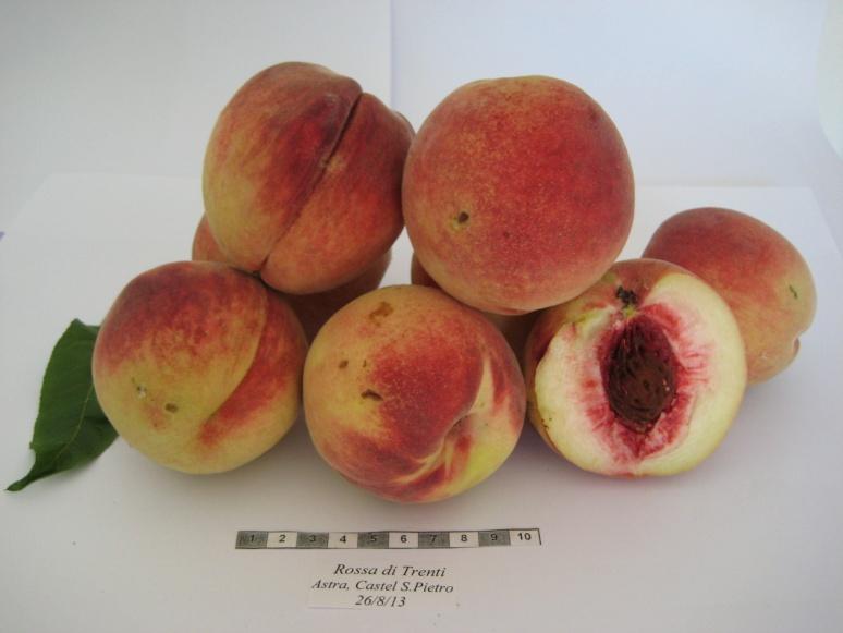 nel 980 osservano che ha frutti di grossa pezzatura forma rotonda ma irregolare, con sovracolore rosso per l 60% della superficie del frutto.