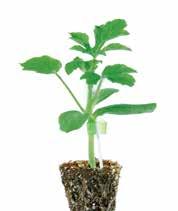 Lagenaria 4 Emphasis Facilità di innesto e uniformità di piante Portinnesto dotato di buona vigoria e precocità. Affine con tutte le tipologie e varietà di anguria.