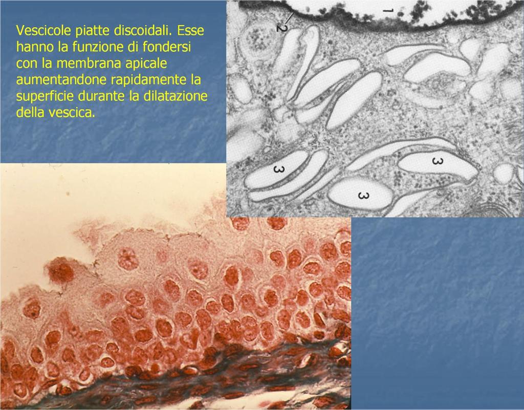 Vescicole piatte discoidali.