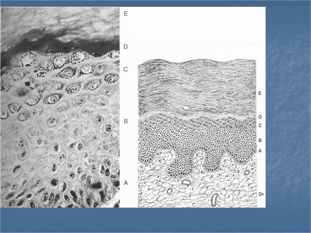 L epidermide E: str. corneo.