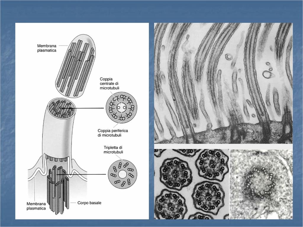 Struttura