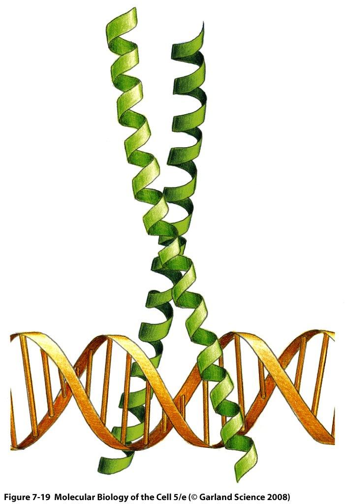 Domini proteici spesso codificati da un esone Domini