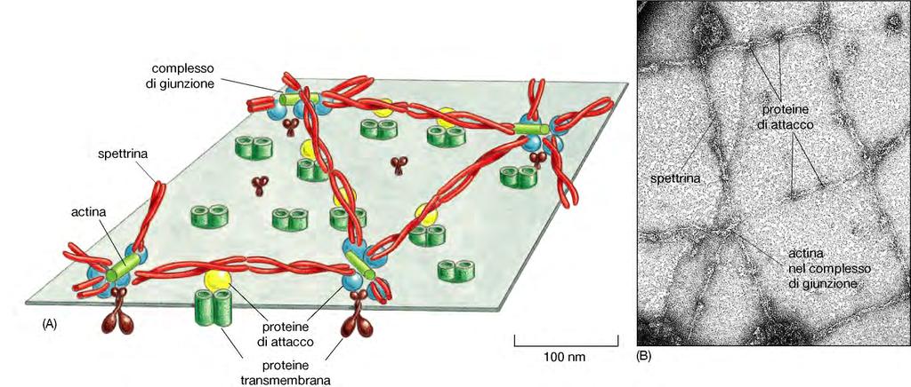 La membrana plasmatica è di per se stessa fragile e sottile (10000 membrane una sopra l altra per formare lo spessore di una pagina di libro) CITOSOL Tutte le membrana plasmatica cellulari sono