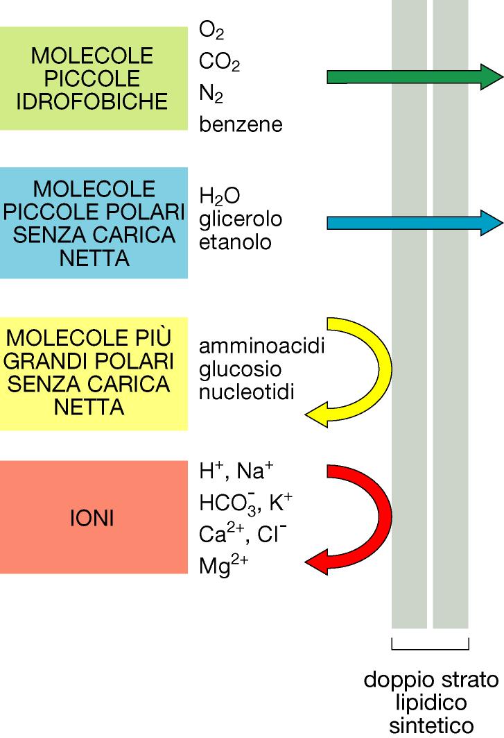 Una molecola diffonderà tanto più rapidamente attraverso il doppio strato lipidico quanto più è piccola e soprattutto quanto meno interagisce favorevolmente con l acqua