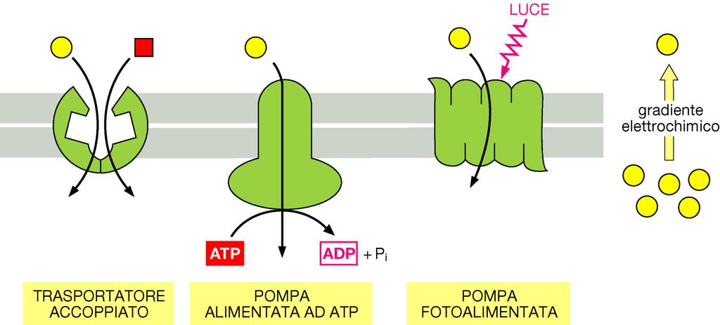 Il trasporto attivo Trasportatore accoppiato: accoppiano il trasporto di un soluto contro gradiente al trasporto di un soluto secondo gradiente Le pompe ad ATP: