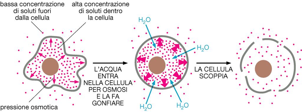 La pompa Na + -K + contribuisce a mantenere l equilibrio osmotico nella