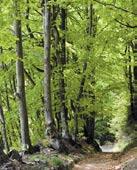 IL VERDE CHE RILASSA Piacevole passeggiata ad anello nel bosco delle latifoglie nobili fra Tione e Verdesina.