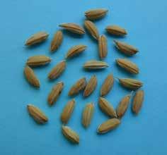 Varietà DANTE Informazioni aggiuntive Varietà tipo Lungo A da parboiled caratterizzata da ciclo precoce, adatta alle semine ritardate fino al 20 maggio.