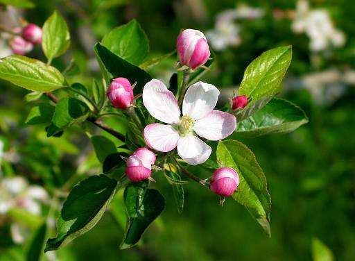 melo Esempio: famiglia Rosaceae