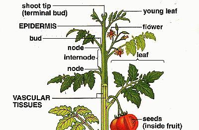 Struttura