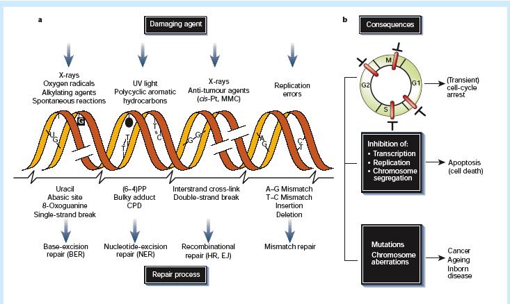 DNA Damage,