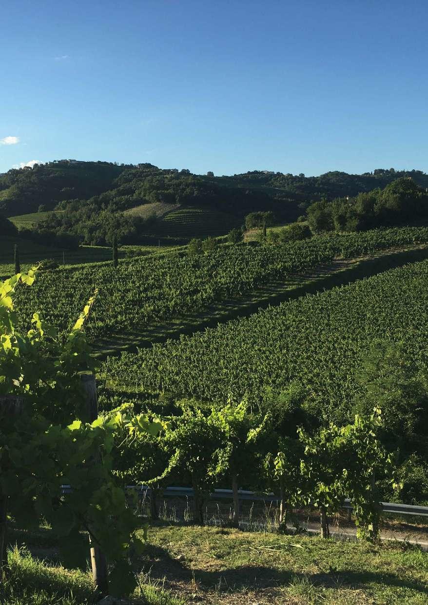 Humar www.humar.it La Società Agricola Humar è situata a San Floriano, nel cuore del Collio, fascia collinare a spiccata vocazione vitivinicola in provincia di Gorizia.