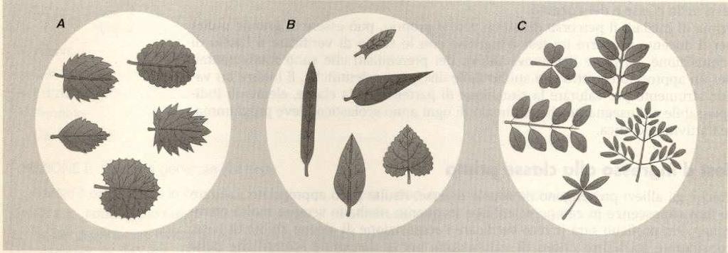 OBIETTIVO 2: CAPACITÀ DI OSSERVARE E STABILIRE RELAZIONI Es. 2: Le foglie che vedi sono state divise in gruppi.