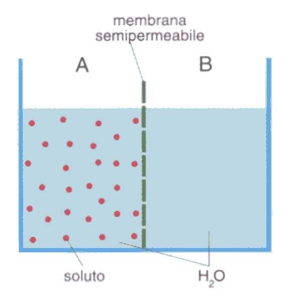 Non può scendere perché la pressione dell aria contenuta all interno contrasta quella dell acqua che viene versata.