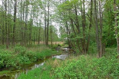 91E0 Foreste alluvionali, ripariali e paludose di Alnus spp., Fraxinus excel sior e Salix spp.