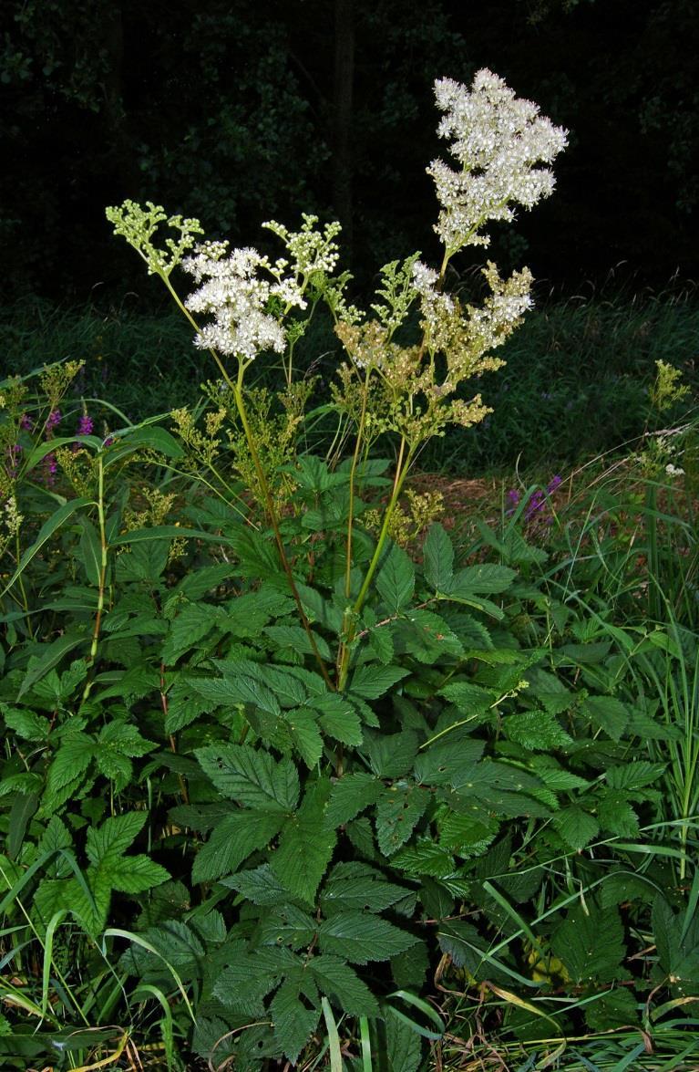 sylvatica, Cirsium palustre, Filipendula ulmaria, Leucojum aestivum, L.