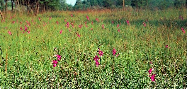 6410 Prati magri (poveri di nutrienti), da sfalcio, o talora anche pascolati, diffusi dai fondovalle alla fascia altimontana (sotto il limite del bosco), caratterizzati dalla