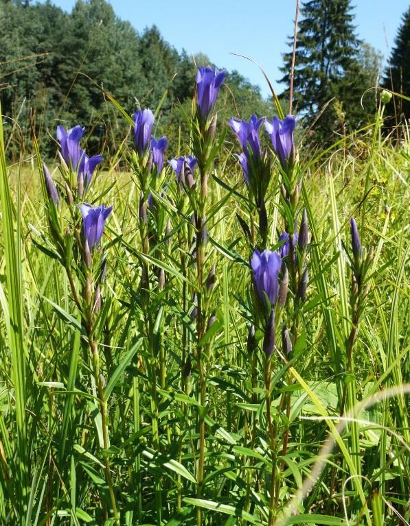 Deschampsia caespitosa (segnala