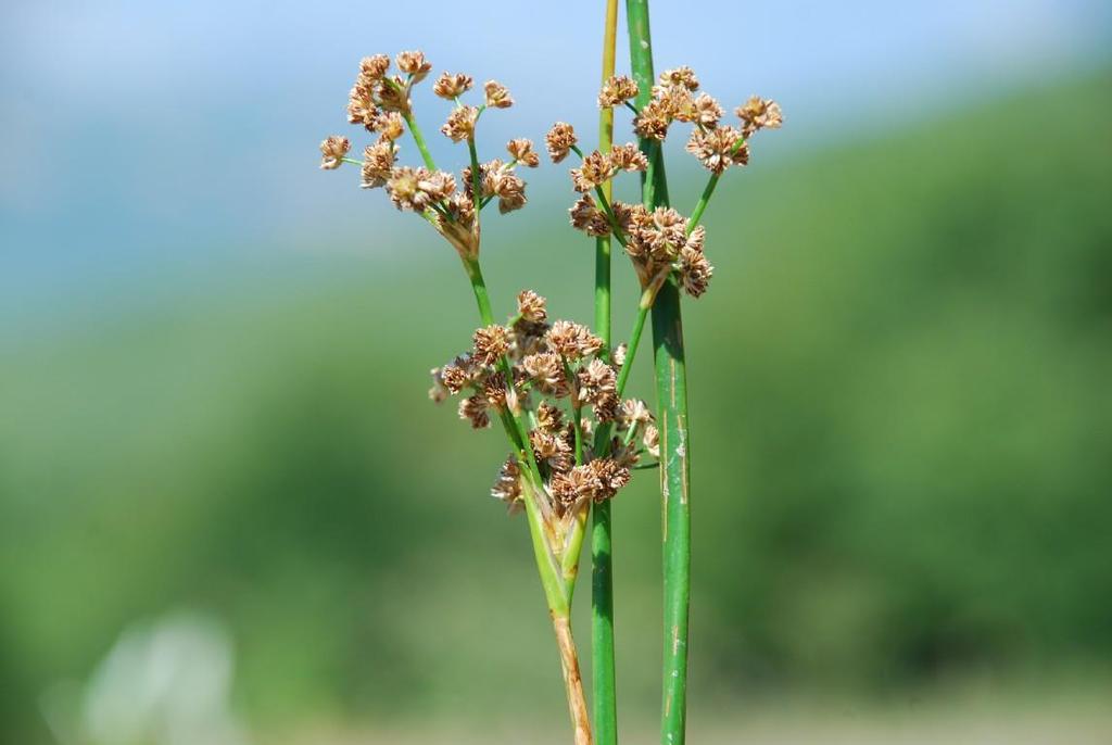 Specie principali di riferimento Juncus