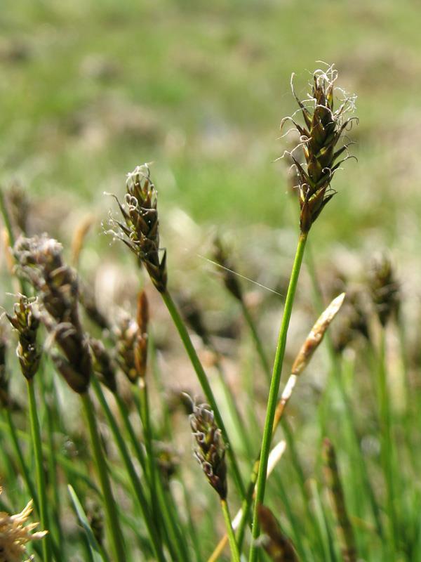 Carex spp.
