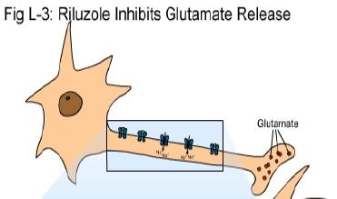 TERAPIA RILUZOLO INIBITORE DEL RELEASE PRE-SINAPTICO DI