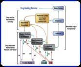 Obiettivi clinici a lungo termine nella gestione del paziente in compulsive relapse (endpoint Addiction) Criteri diagnostici Obiettivi Clinici Affettività negativa: depressione/disforia, ansia,