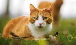 Una festa di sapori! Lara Adult Gusto: manzo Il vostro gatto ravviva la casa ed il giardino?