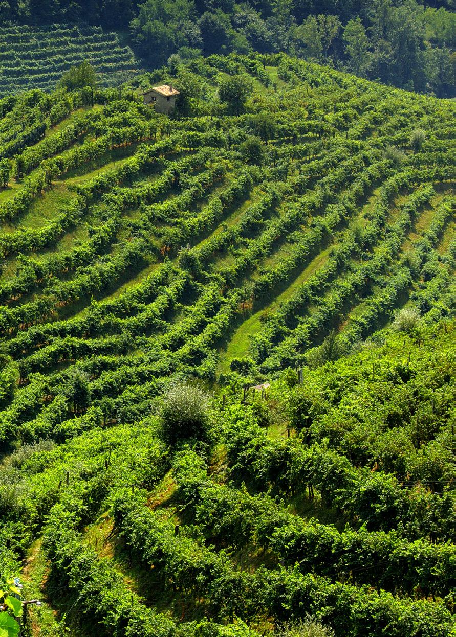 IL TERRITORIO LE COLLINE DI VALDOBBIADENE Where Wines Become Exclusive Le bottiglie Vinoré custodiscono la passione per il vino attraverso le generazioni: dalle radici dei vigneti piantati da Eugenio