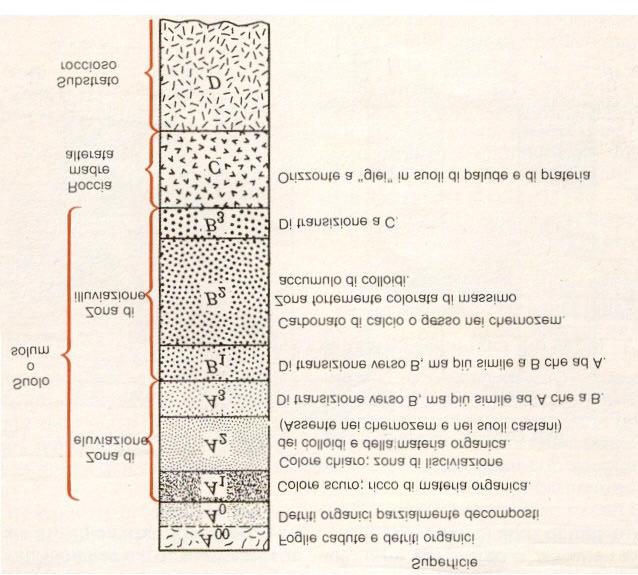 Nelle regioni a clima umido l orizzonte A è composto da due parti ben distinte. Il livello superiore A 1 è ricco di materia organica ed è di colore scuro.