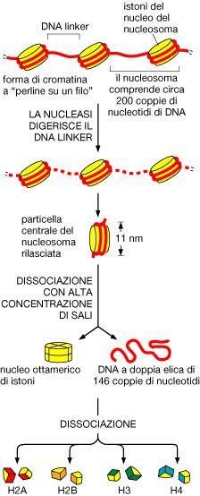Il nucleo del nucleosoma è costituito da 146 bp di DNA.