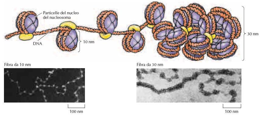Il compattamento del DNA nel nucleosoma produce una fibra di cromatina di circa 10 nm di