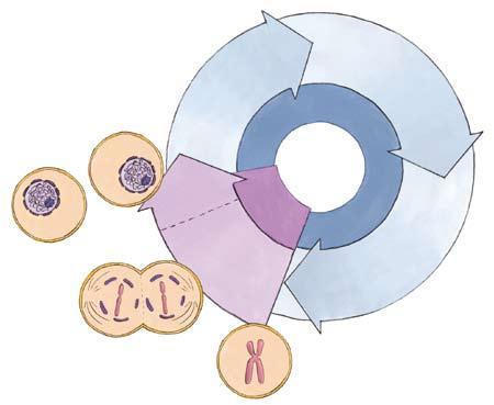 7. La divisione cellulare avviene durante la fase mitotica, che comprende mitosi e citodieresi La fase mitotica, o fase M, è lo stadio